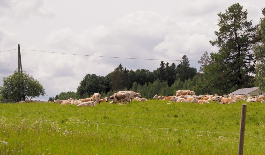 Lehmät laitumella Osaralla.